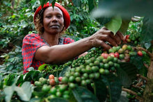 Load image into Gallery viewer, Kenya AA - Bungoma, Kenya