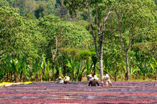 Load image into Gallery viewer, Kenya AA - Bungoma, Kenya